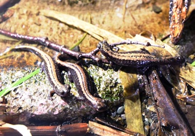 Siberian salamander