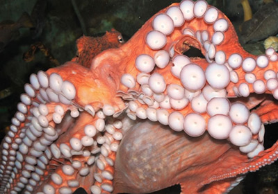 North Pacific giant octopus